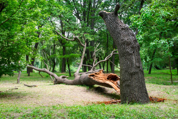 How Our Tree Care Process Works  in  Little Silver, NJ